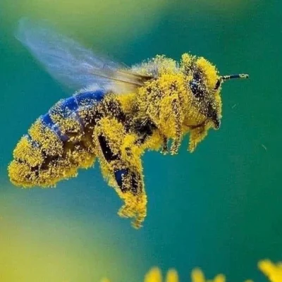 Die Biene 🐝